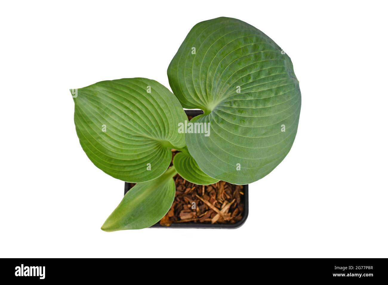 Draufsicht auf die Pflanze 'Hosta Abiqua Drinking Gourd' mit grünen runden Blättern isoliert auf weißem Hintergrund Stockfoto