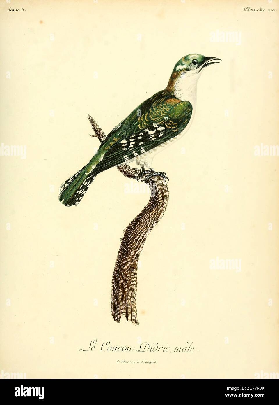 Coucou didric Chrysococcyx caprius - Diederik Kuckuck aus dem Buch Histoire naturelle des oiseaux d'Afrique [Naturgeschichte der Vögel Afrikas] Band 5, von Le Vaillant, Francois, 1753-1824; Publizieren in Paris von Kaz J.J. Fuchs, Bibliothekar 1799 Stockfoto