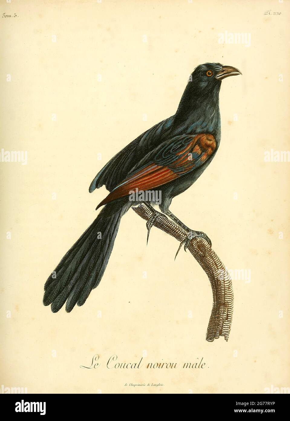 Sunda coucal Fotos und Bildmaterial in hoher Auflösung Alamy