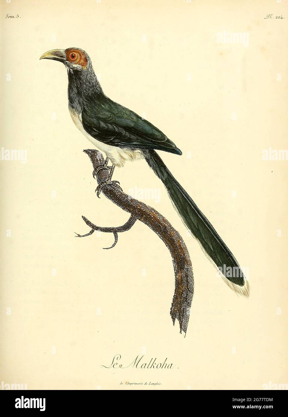 Malkohas sind große Vögel aus der Kuckuckfamilie Cuculidae, alle aus der Gattung Phaenicophaeus. Der Gruppenname leitet sich vom Singhalawort für den rotgesichtigen Malkoha ab; mal-koha bedeutet Blume-Kuckuck. Es handelt sich um alle asiatischen tropischen Arten. Aus dem Buch Histoire naturelle des oiseaux d'Afrique [Naturgeschichte der Vögel Afrikas] Band 5, von Le Vaillant, Francois, 1753-1824; Publizieren in Paris von Le Vaillant, Francois Fuchs, Bibliothekar 1799 Stockfoto
