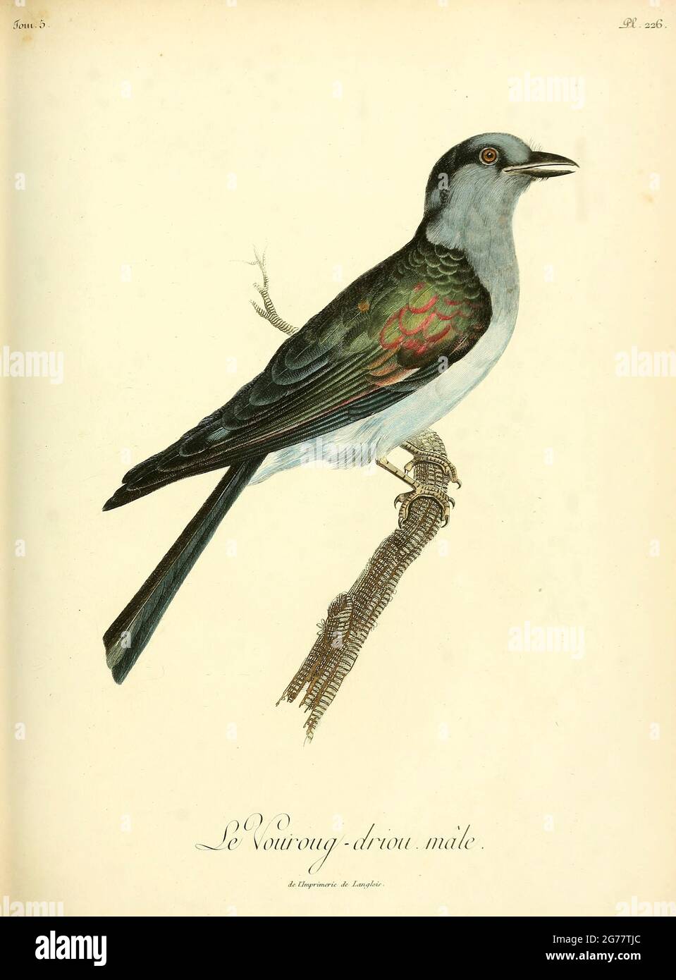 Vouroug-driou männlich aus dem Buch Histoire naturelle des oiseaux d'Afrique [Naturgeschichte der Vögel Afrikas] Band 5, von Le Vaillant, Francois, 1753-1824; Publizieren in Paris von Kaz J.J. Fuchs, Bibliothekar 1799 Stockfoto