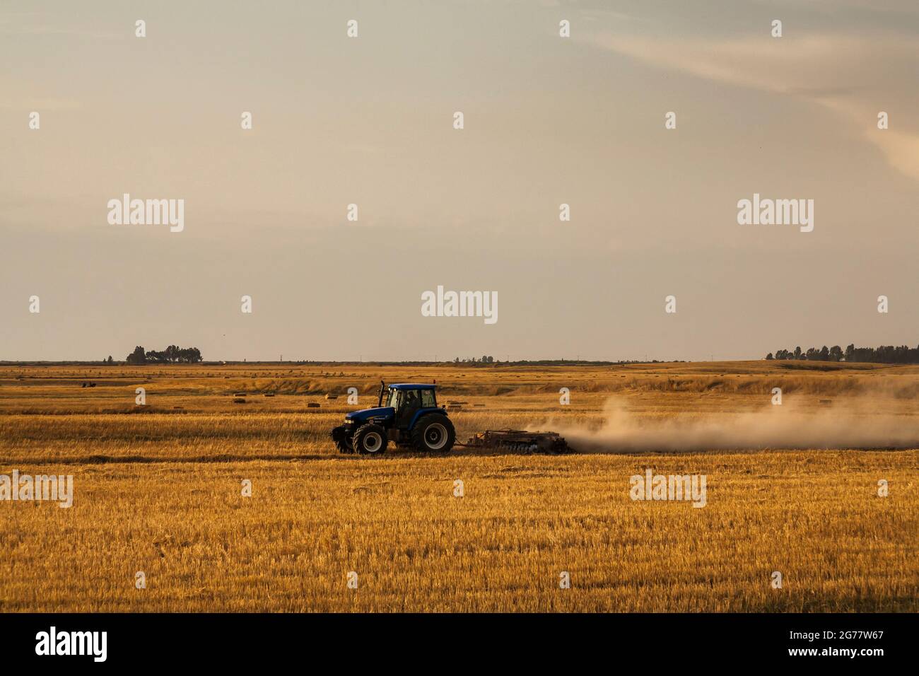 Traktor, der bei Sonnenuntergang im Weizenfeld arbeitet, Vorort von Gorgan, Provinz Golestan, Iran, Persien, Westasien, Asien Stockfoto