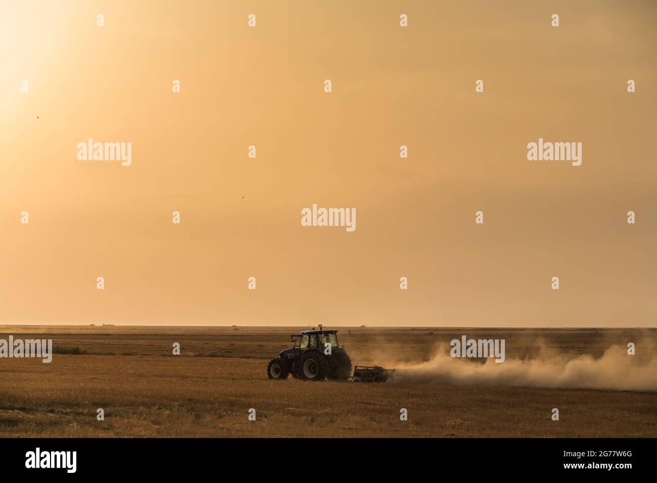 Traktor, der bei Sonnenuntergang im Weizenfeld arbeitet, Vorort von Gorgan, Provinz Golestan, Iran, Persien, Westasien, Asien Stockfoto