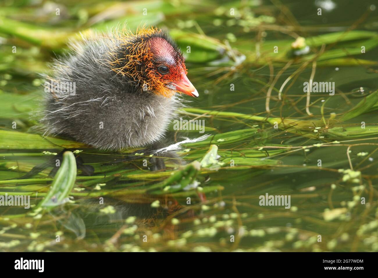 Ein süßes Baby, Fulica atra, steht auf Wasserpflanzen am Rande eines Sees. Stockfoto