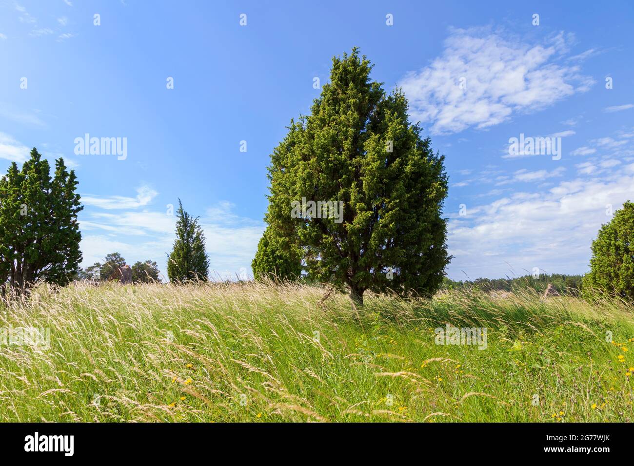 Echte Gräser und üppige Bäume auf einer Wiese an einem sonnigen Sommertag in Finnland. Stockfoto