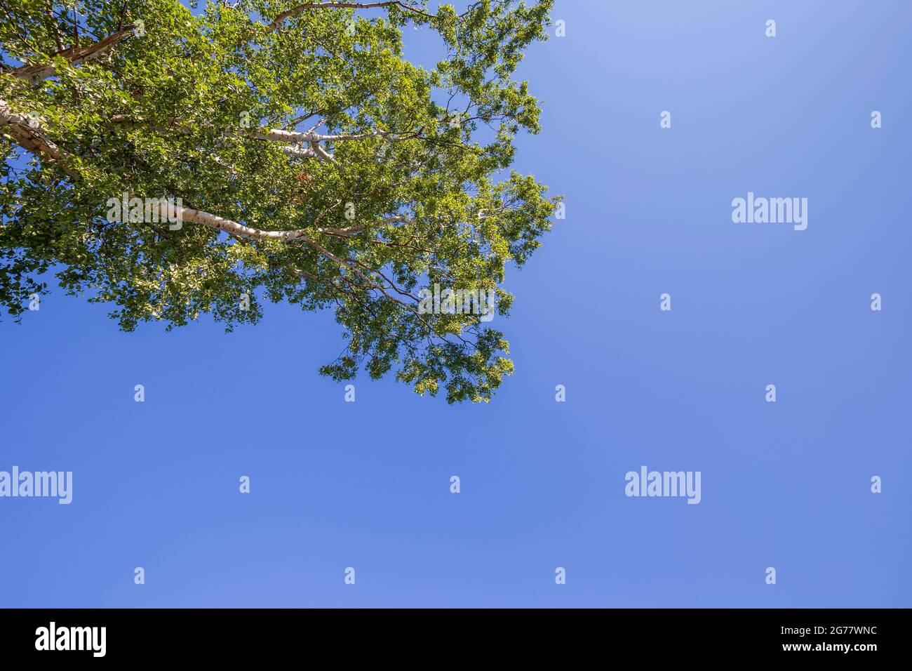 Üppige Birke, von unten betrachtet, an einem sonnigen Sommertag gegen den klaren blauen Himmel. Speicherplatz kopieren. Stockfoto