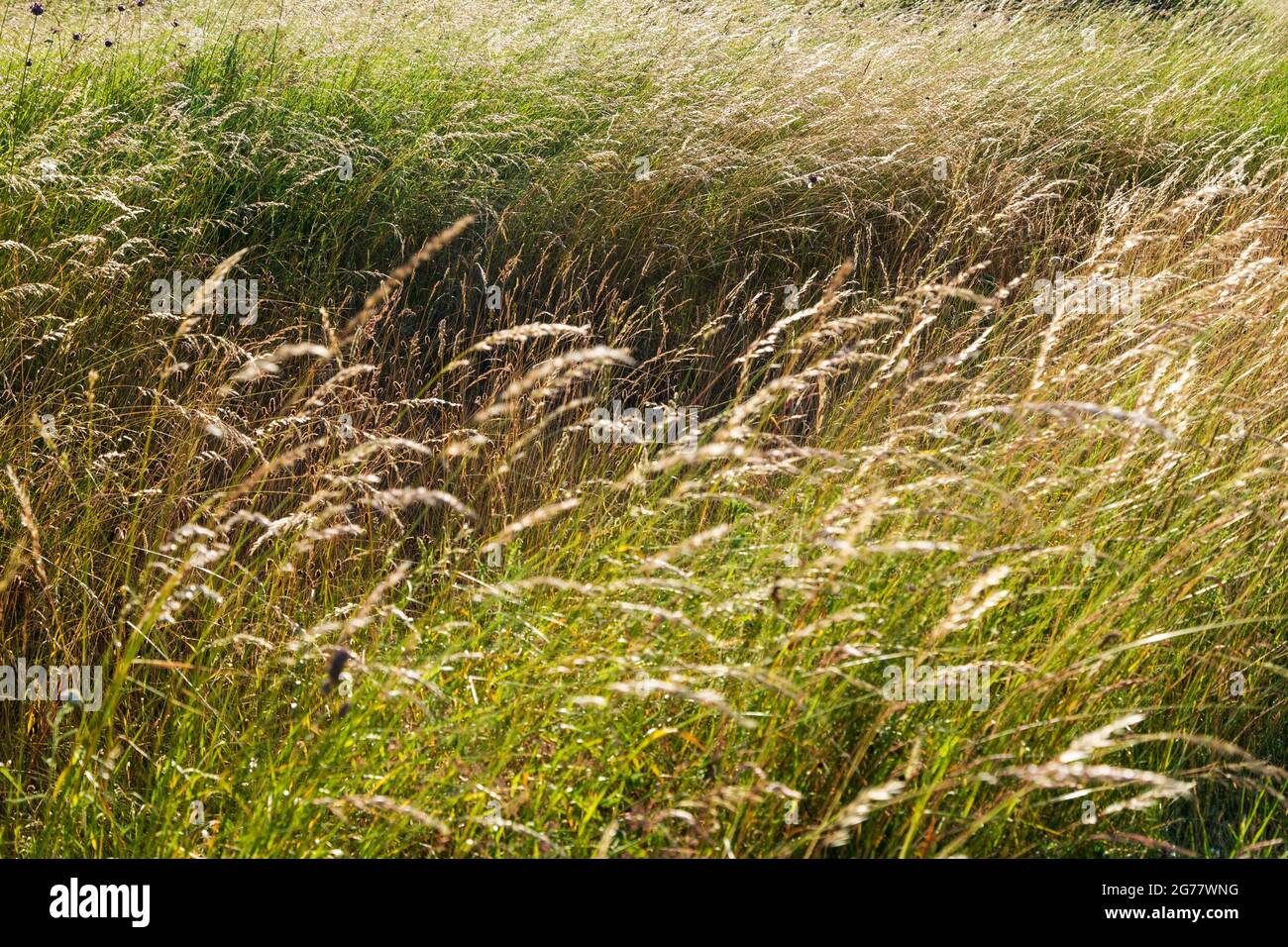 Nahaufnahme von echten Gräsern auf einer Wiese an einem sonnigen Sommertag in Finnland. Vollformat-Hintergrund. Stockfoto
