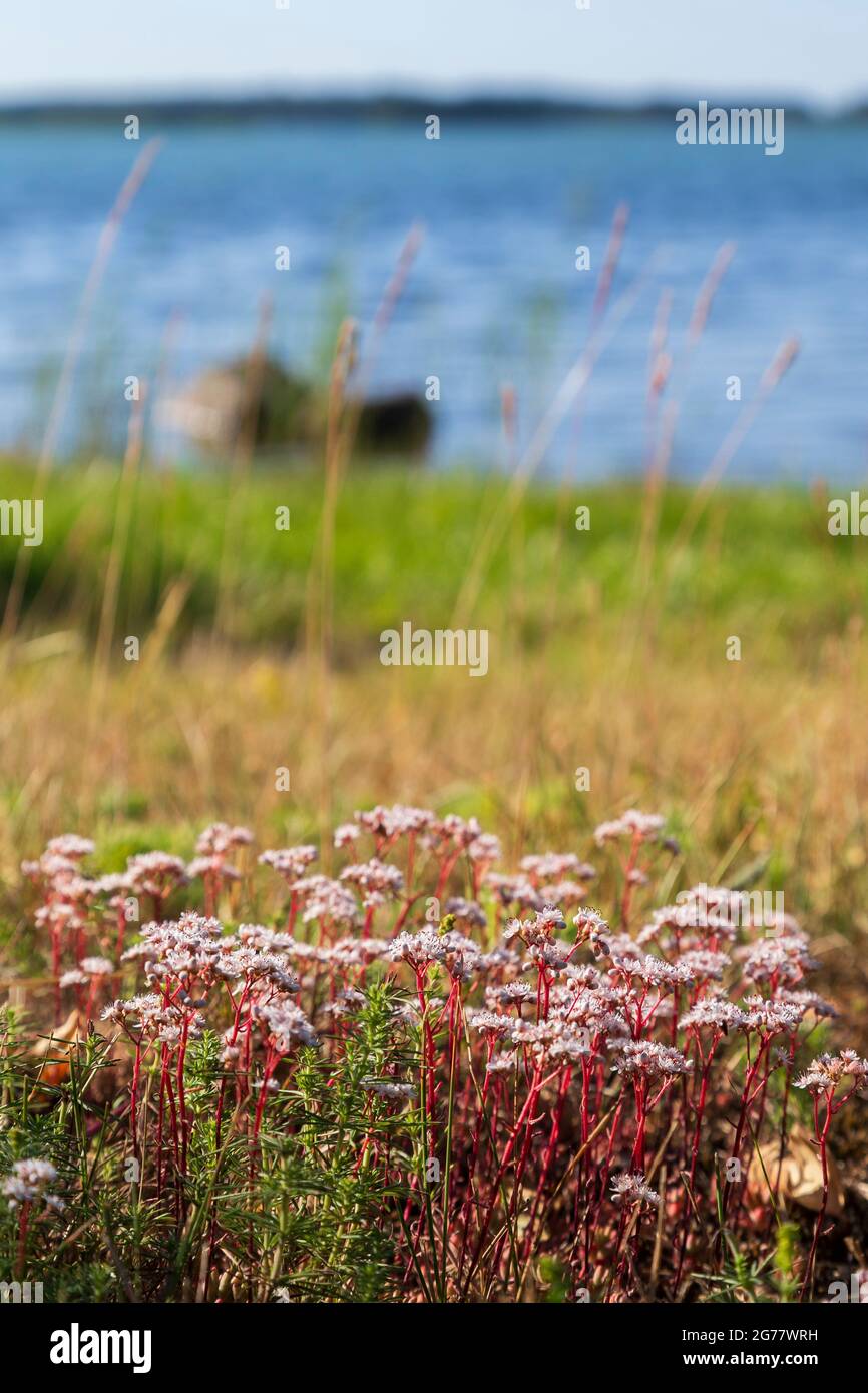 Nahaufnahme kleiner, blühender roter Pflanzen an einem sonnigen Sommertag in Finnland. Verschwommener Ozean- oder Seenhintergrund. Stockfoto