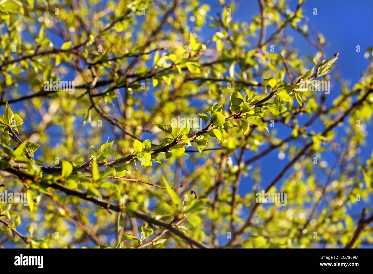 Echte hübsche Pappelzweige mit jungen Blättern in blauem Himmel Hintergrund Stockfoto