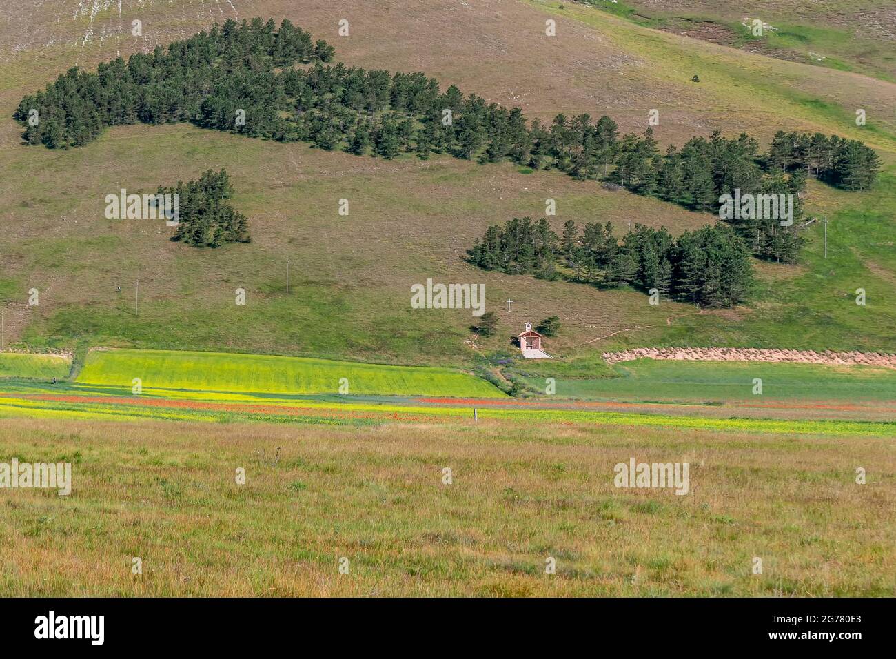 Der Nadelwald mit der Form Italiens in Castelluccio di Norcia, Umbrien, in der Zeit der Sommerblüte Stockfoto