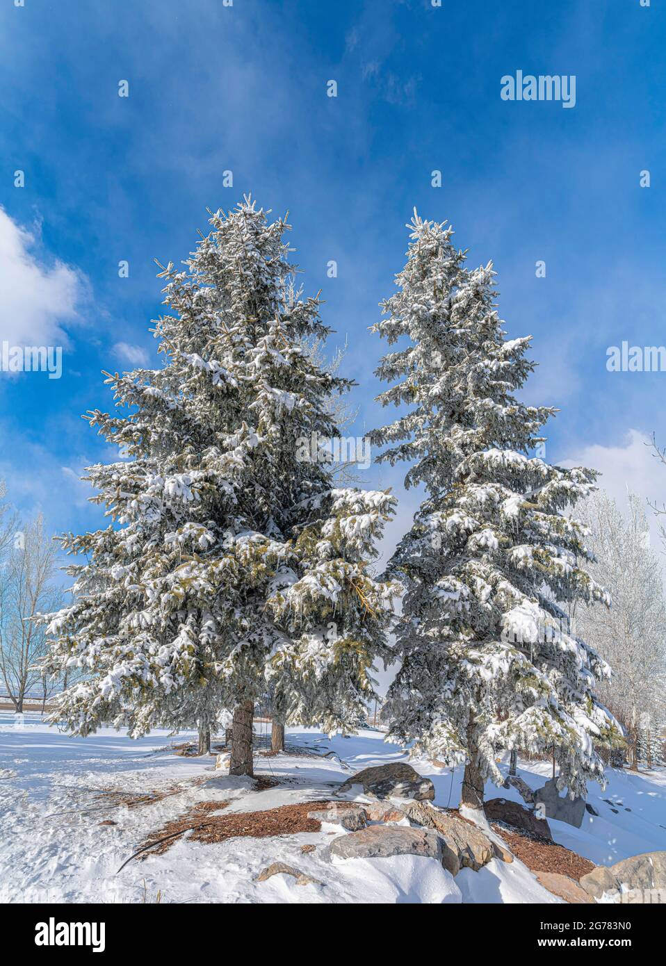 Zwei hohe Kiefern nebeneinander im Freien mit ein wenig Schnee auf dem Baum Stockfoto