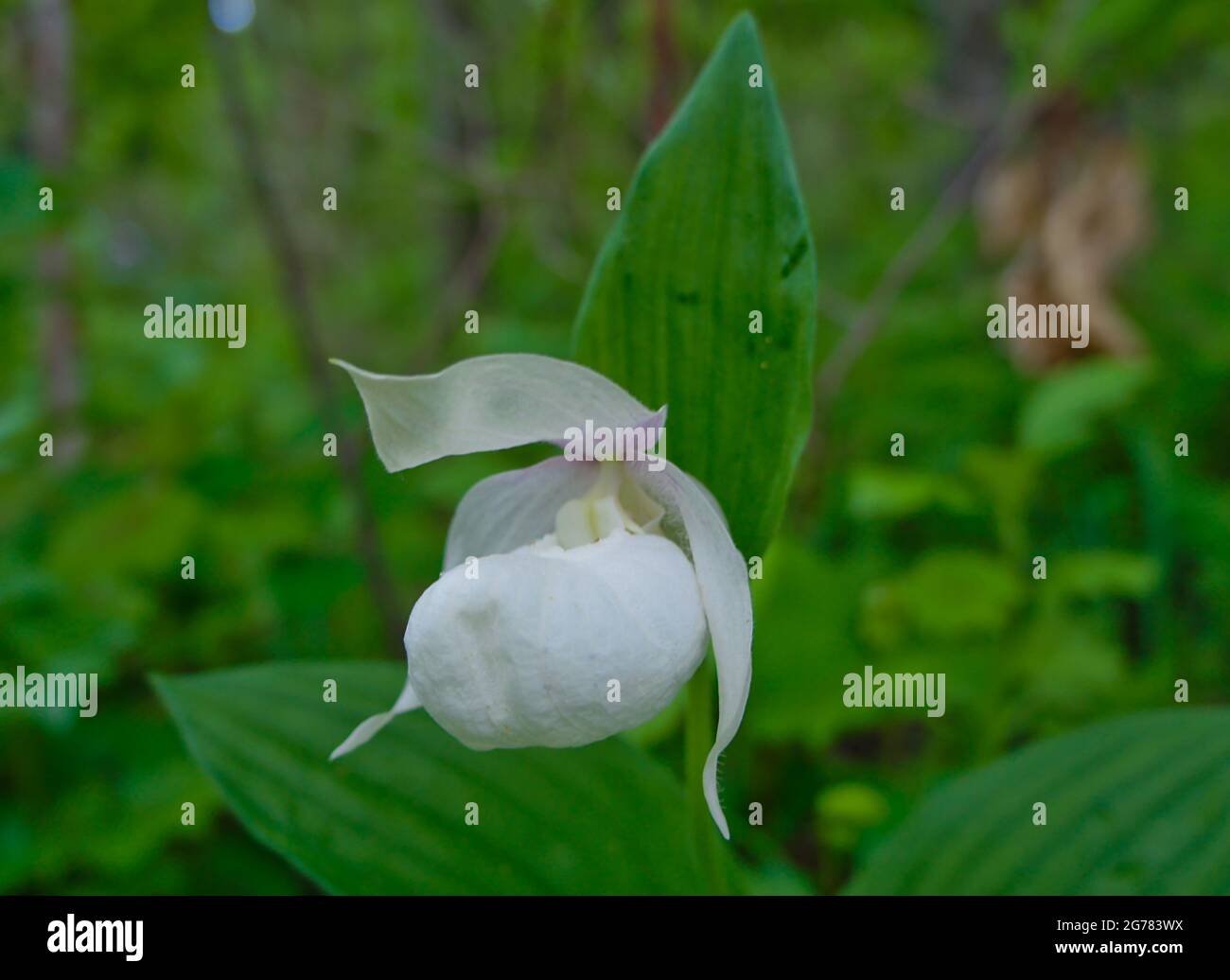Eine seltene Rotbuch-Pflanze ist der Venusschuh Cypripedium. Stockfoto
