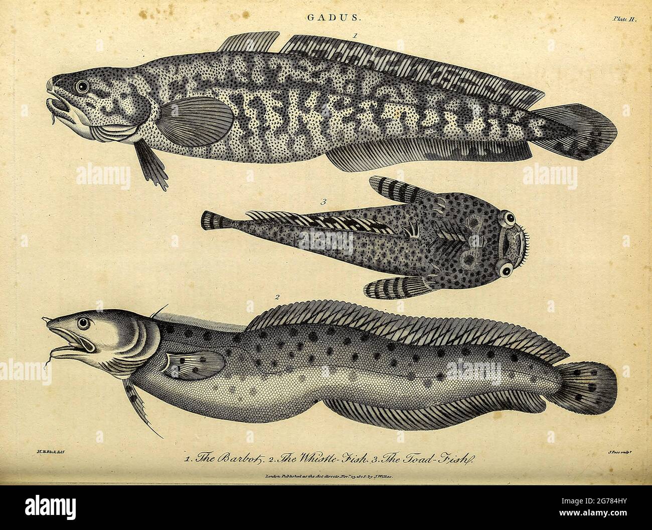 Gadus ist eine Gattung von Grundfischen aus der Familie der Gadidae, allgemein bekannt als Kabeljau, obwohl es in anderen Gattungen zusätzliche Kabeljauarten gibt. Das bekannteste Mitglied der Gattung ist der Atlantische Kabeljau. Kupferstich aus der Encyclopaedia Londinensis oder, Universal Dictionary of Arts, Sciences, and literature; Band VIII; herausgegeben von Wilkes, John. Veröffentlicht 1810 in London. Stockfoto