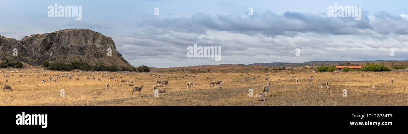 Schafschar auf der Weide nördlich von Punta Arenas, Patagonien, Chile Stockfoto