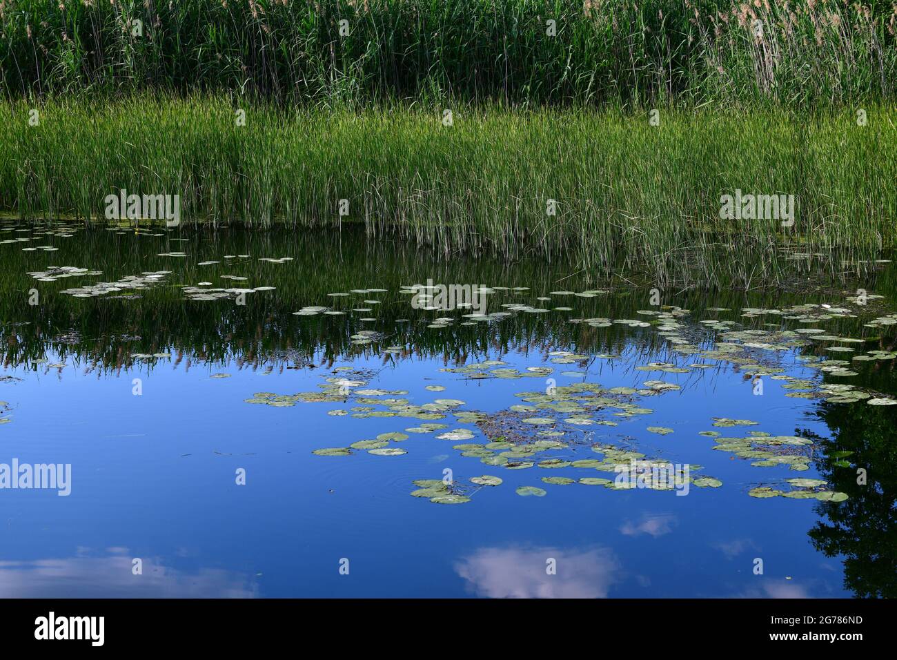 Das Fragment des Flusses mit den Seerosen und dem Sims am Ufer, den Juli Stockfoto