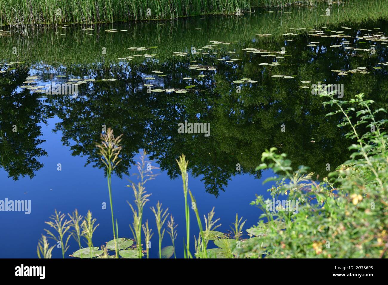 Das Fragment des Flusses mit den Seerosen und dem Sims am Ufer, den Juli Stockfoto