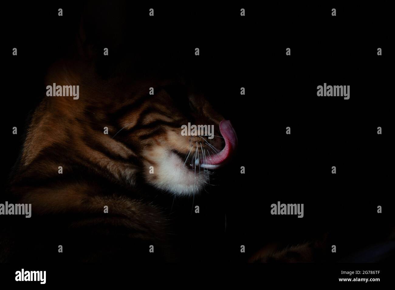 Katze leckt sich aus der Nähe auf einem schwarzen Hintergrund Stockfoto
