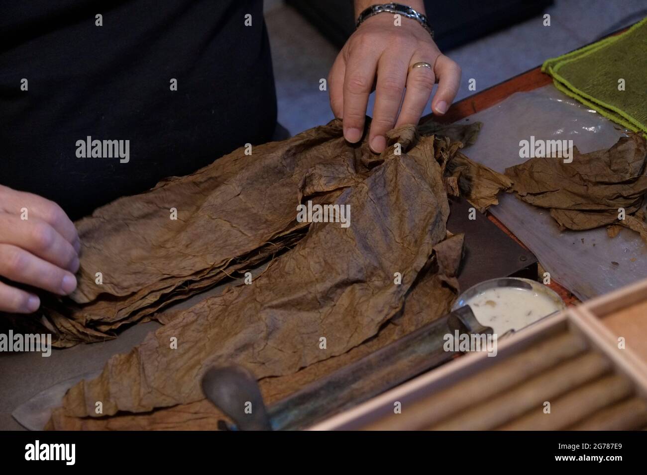 Eine Person bereitet die Tabakblätter vor, bevor sie sie in einer Tabakfabrik in der Stadt Garachico im nördlichen Teil der Kanarischen Insel Teneriffa, Spanien, rollt Stockfoto