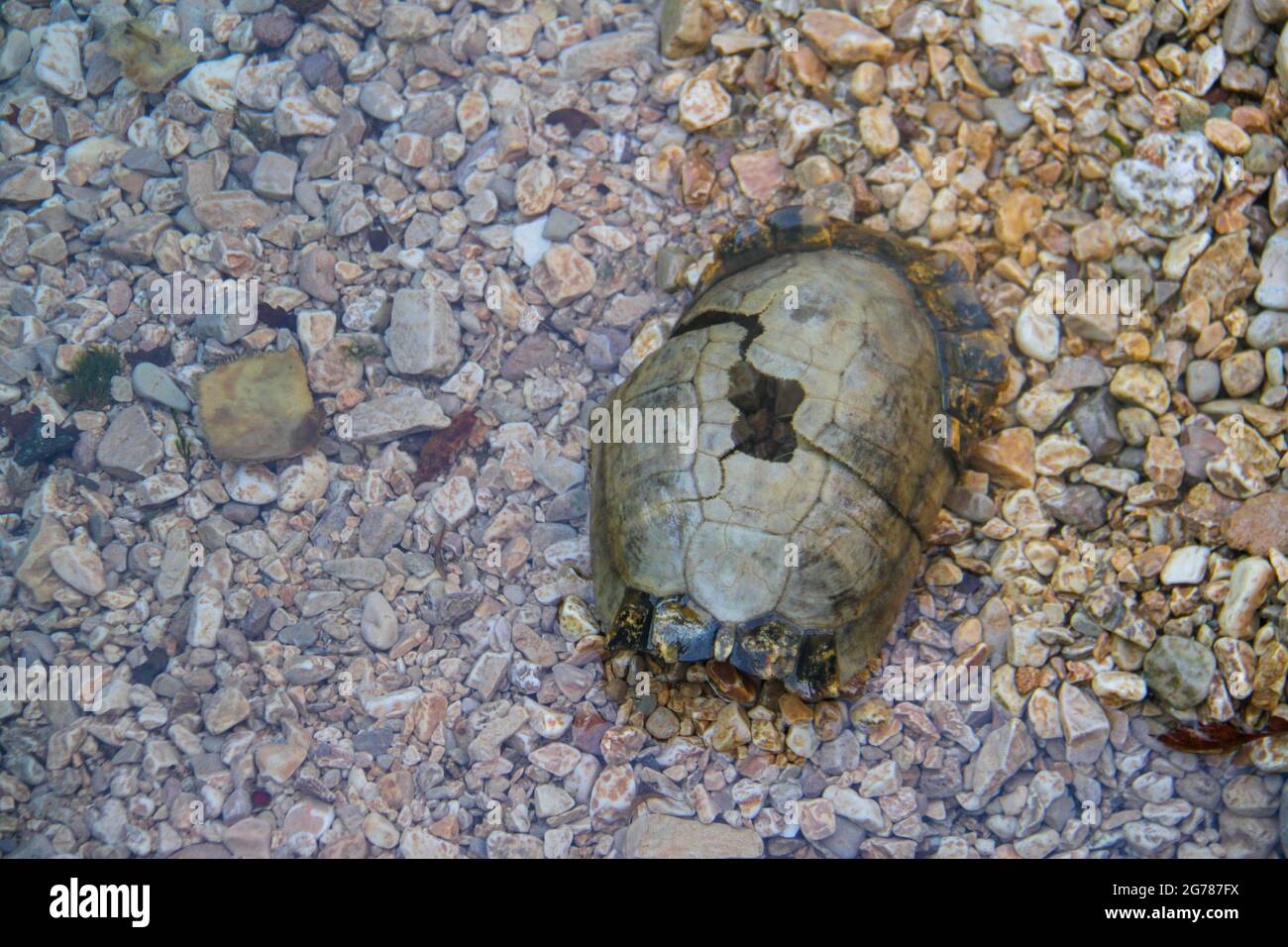 Eine verfaulte Schildkröte auf der Straße Stockfoto