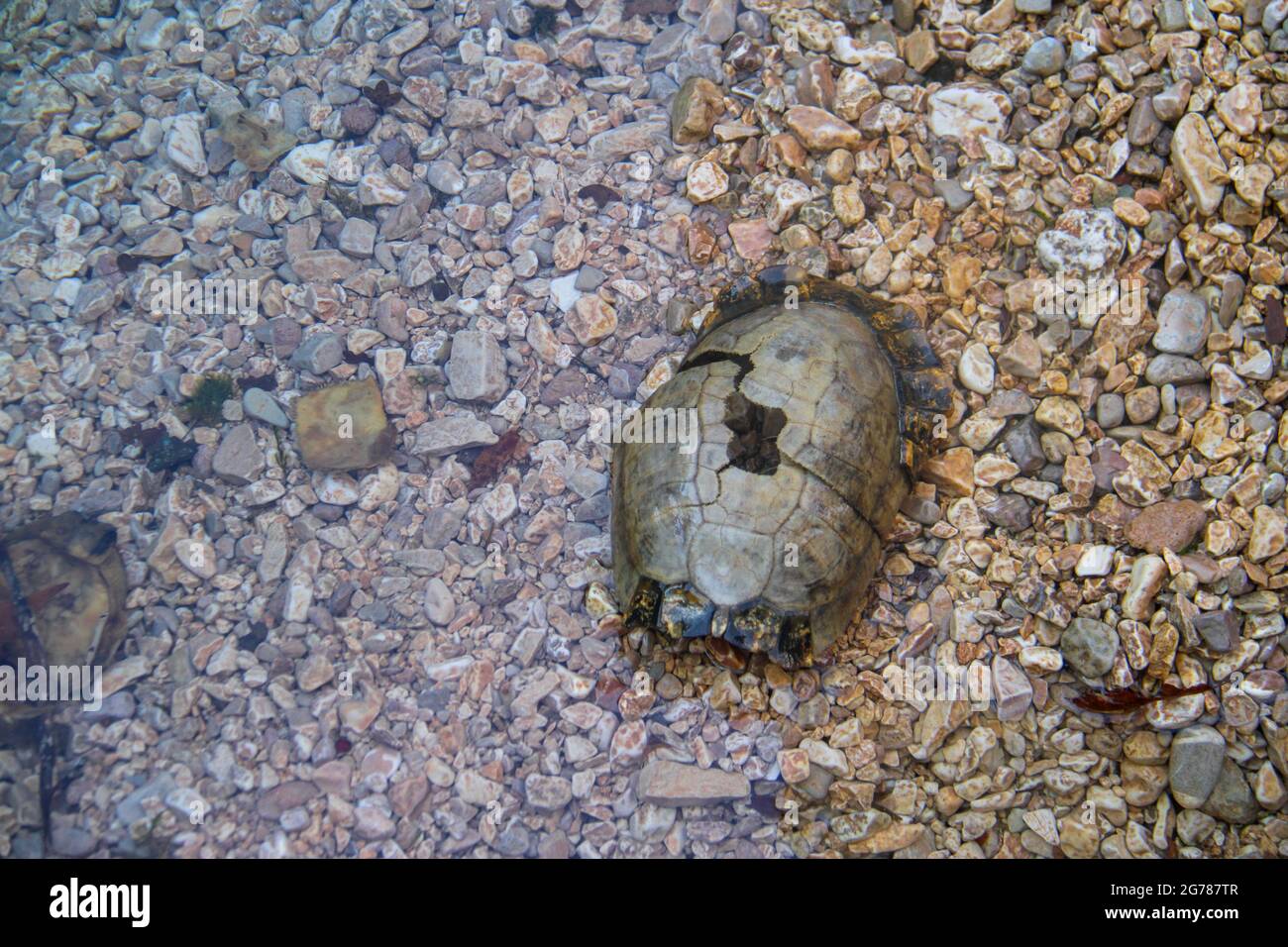 Eine verfaulte Schildkröte auf der Straße Stockfoto