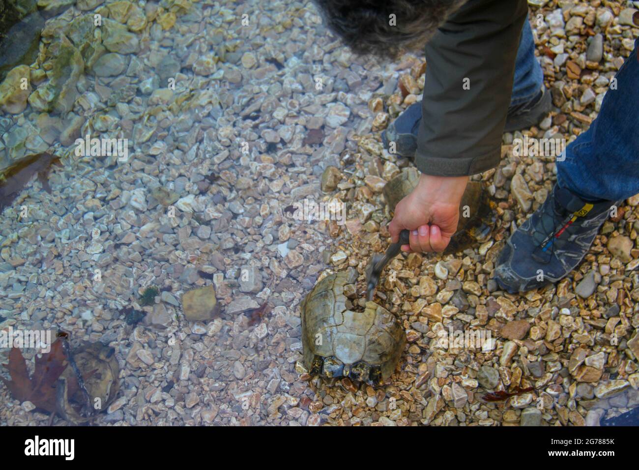 Eine verfaulte Schildkröte auf der Straße Stockfoto