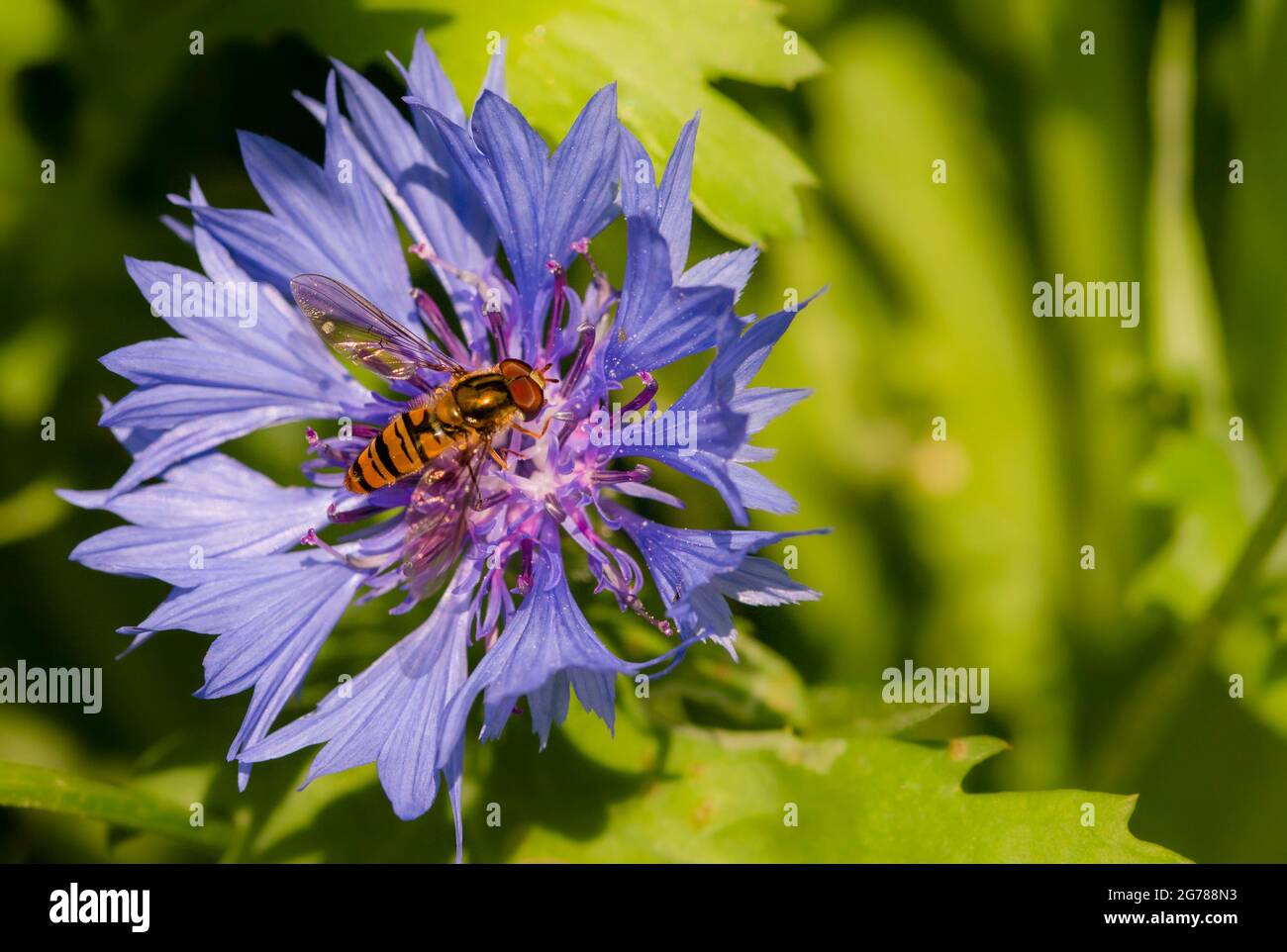 Hoverfly, thront auf wilden Blumen, Bedfordshire Countryside, Sommer 2021 Stockfoto