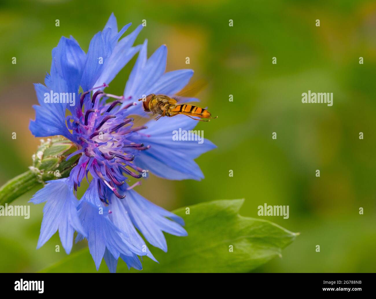 Hoverfly, thront auf wilden Blumen, Bedfordshire Countryside, Sommer 2021 Stockfoto