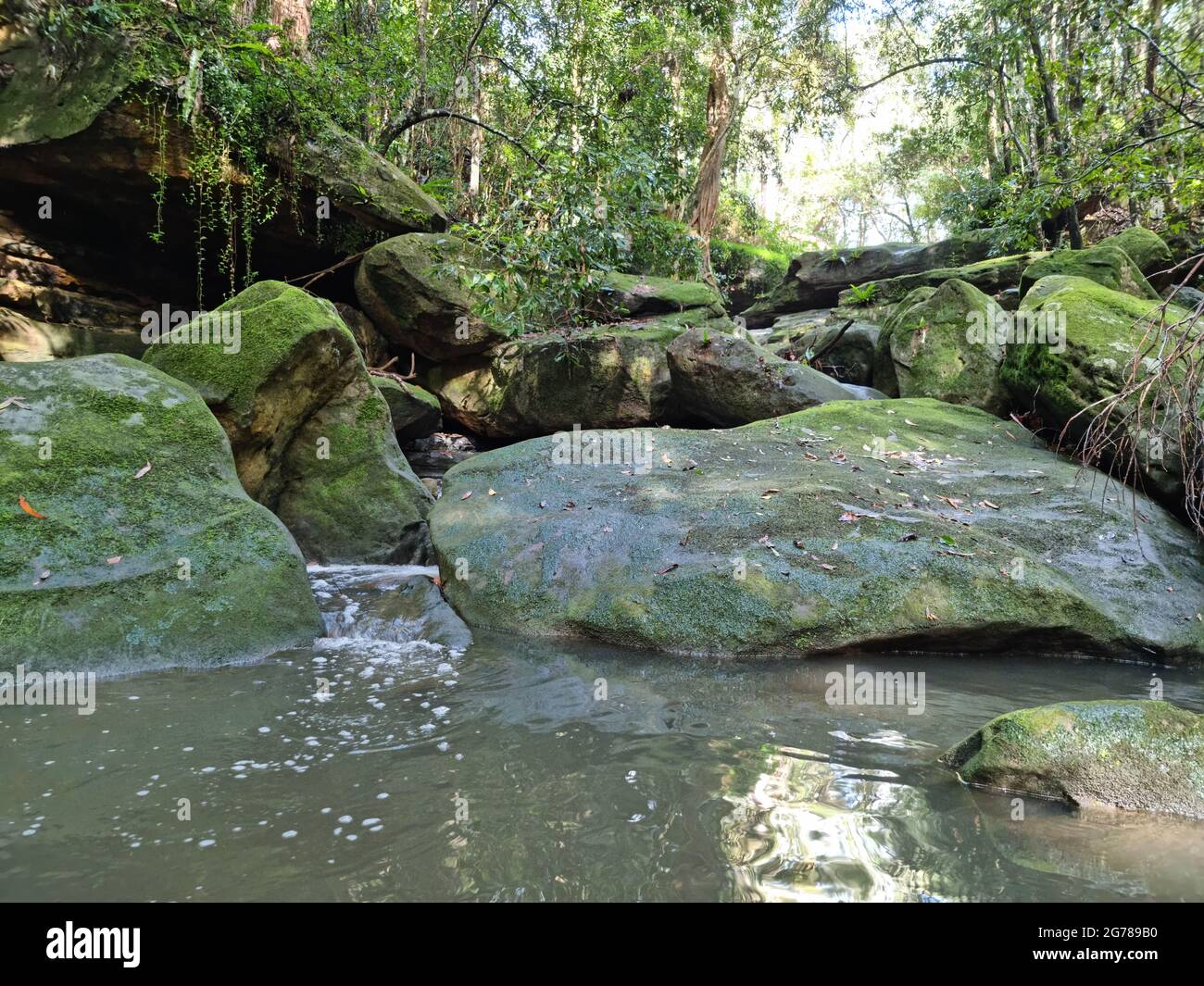 Süßwasserbach im Regenwald bei Seven Little Australian Park , NSW , Australien Stockfoto