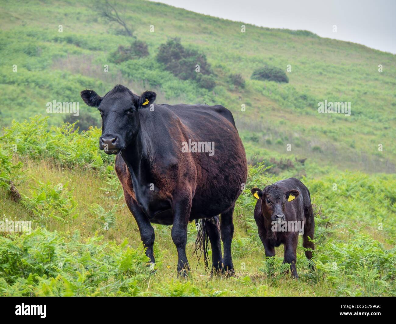 Schwarze rote Kuh mit Kalb auf Dartmoor. Walisische schwarze Rasse. Stockfoto