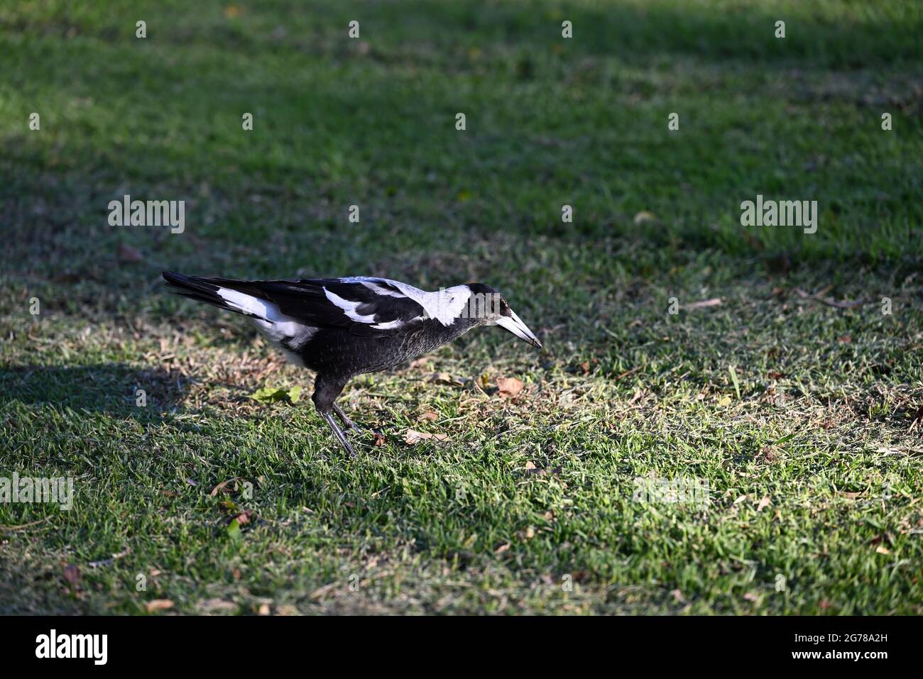 Ein australischer Elster, der sich in einem grasbewachsenen Gebiet niederlehnte, kurz nachdem er unten auf den Boden gekickt hatte, mit einem Grashalm am Schnabel Stockfoto