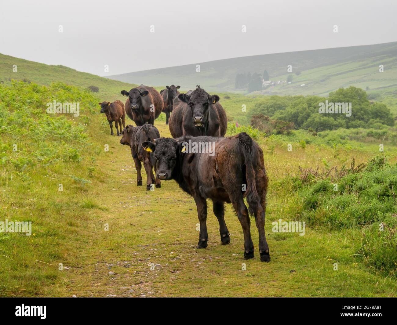 Schwarze rote Kühe und Kälber auf Dartmoor - walisische schwarze Rasse. Stockfoto