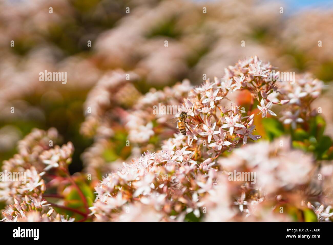Kleine weiße und rosa, sternförmige Blüten von Jade Pflanze und Biene. Schöne florale Hintergrund, saftig in der Blüte im Herbst Saison Stockfoto