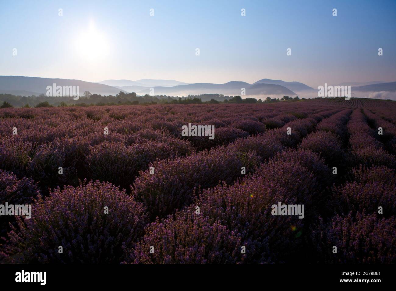 PERECHYN, UKRAINE 9. JULI 2021 die LavendelhügelFarm erstreckt