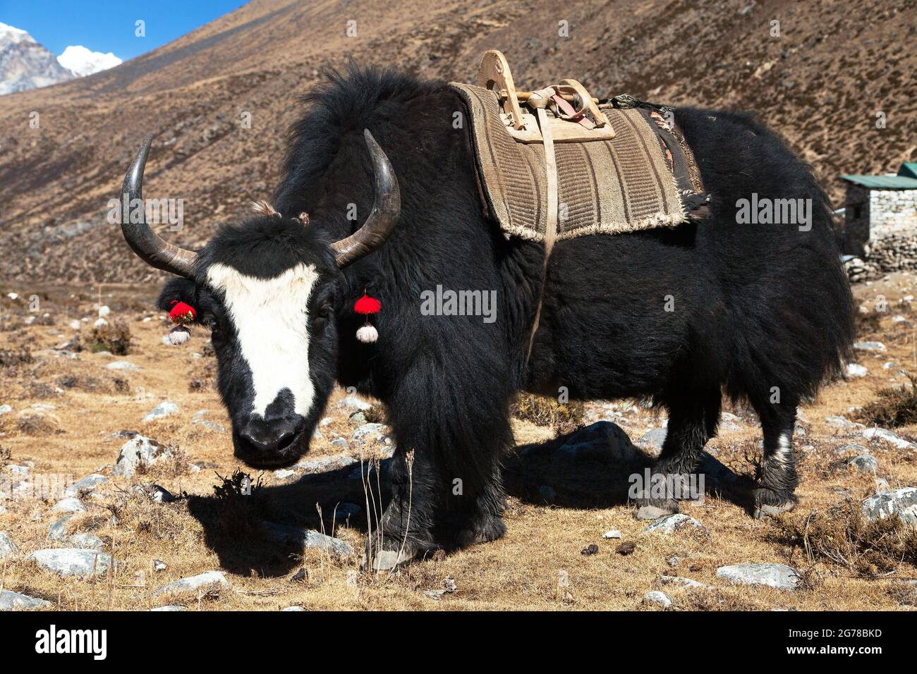 Schwarzer Yak, bos grunniens oder bos mutus auf dem Weg zum Everest-Basislager - Nepal Stockfoto