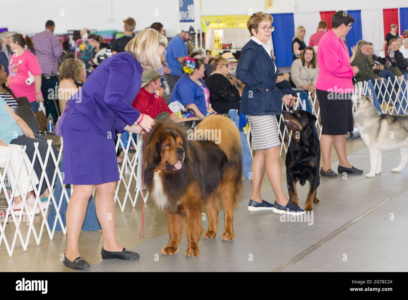 Houston, USA. Juli 2021. Mehrere Hunde warten auf die Richterprüfung während eines Wettbewerbs auf einer Hundeausstellung in Dallas, Texas, USA, am 11. Juli 2021. Am 11. Juli endete die viertägige Dallas Dog Show, die viele Hundefreunde anlockte. Quelle: Dan Tian/Xinhua/Alamy Live News Stockfoto