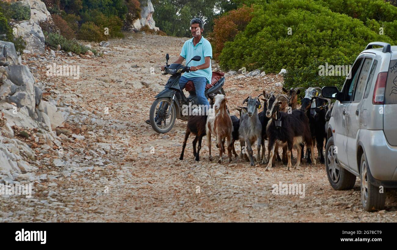 Ionische Inseln, Ithaca, Ulysses Island, Nordostküste, Marmakas Bay, Moped-Fahrer, Ziegenherde und Auto auf einem holprigen Feldweg Stockfoto