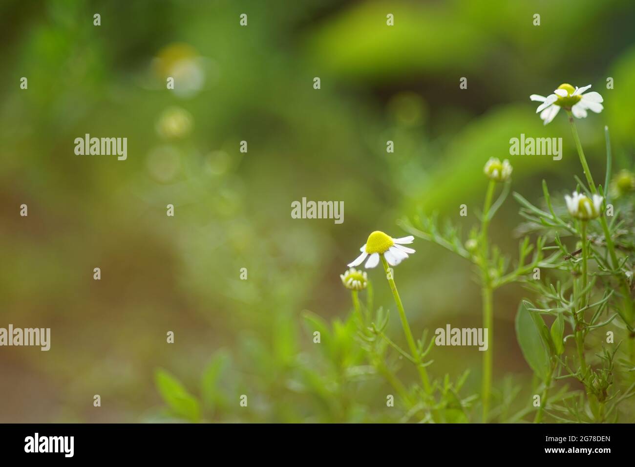 Im Sommergarten wachsen schöne weiße Kamillenblüten. Stockfoto