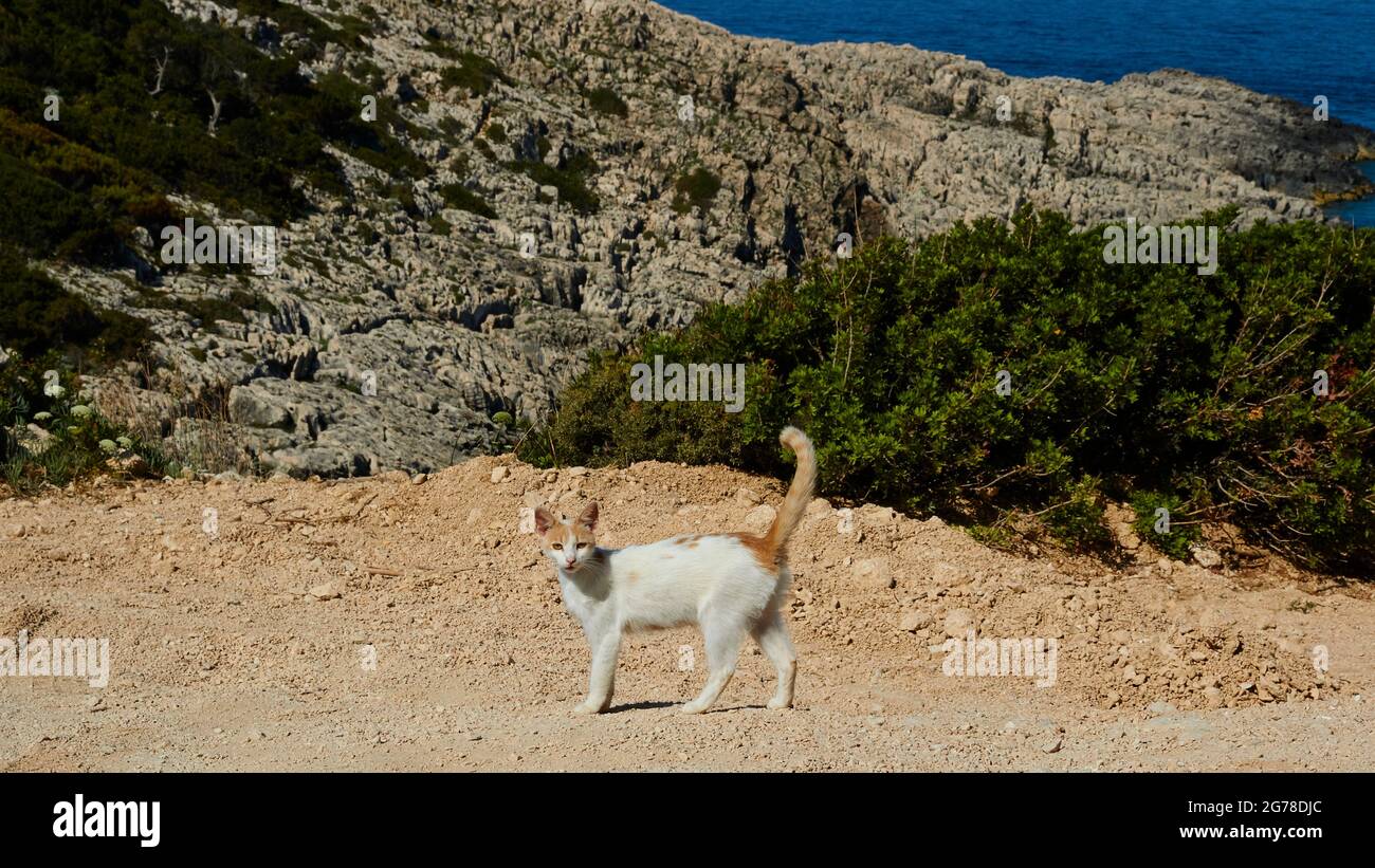 Ionische Inseln, Zakynthos, Westküste, Adria, Korakonissi, Weiß-beige Katze mit erhöhtem Schwanz steht und schaut in die Kamera, felsige Insel im Hintergrund Stockfoto