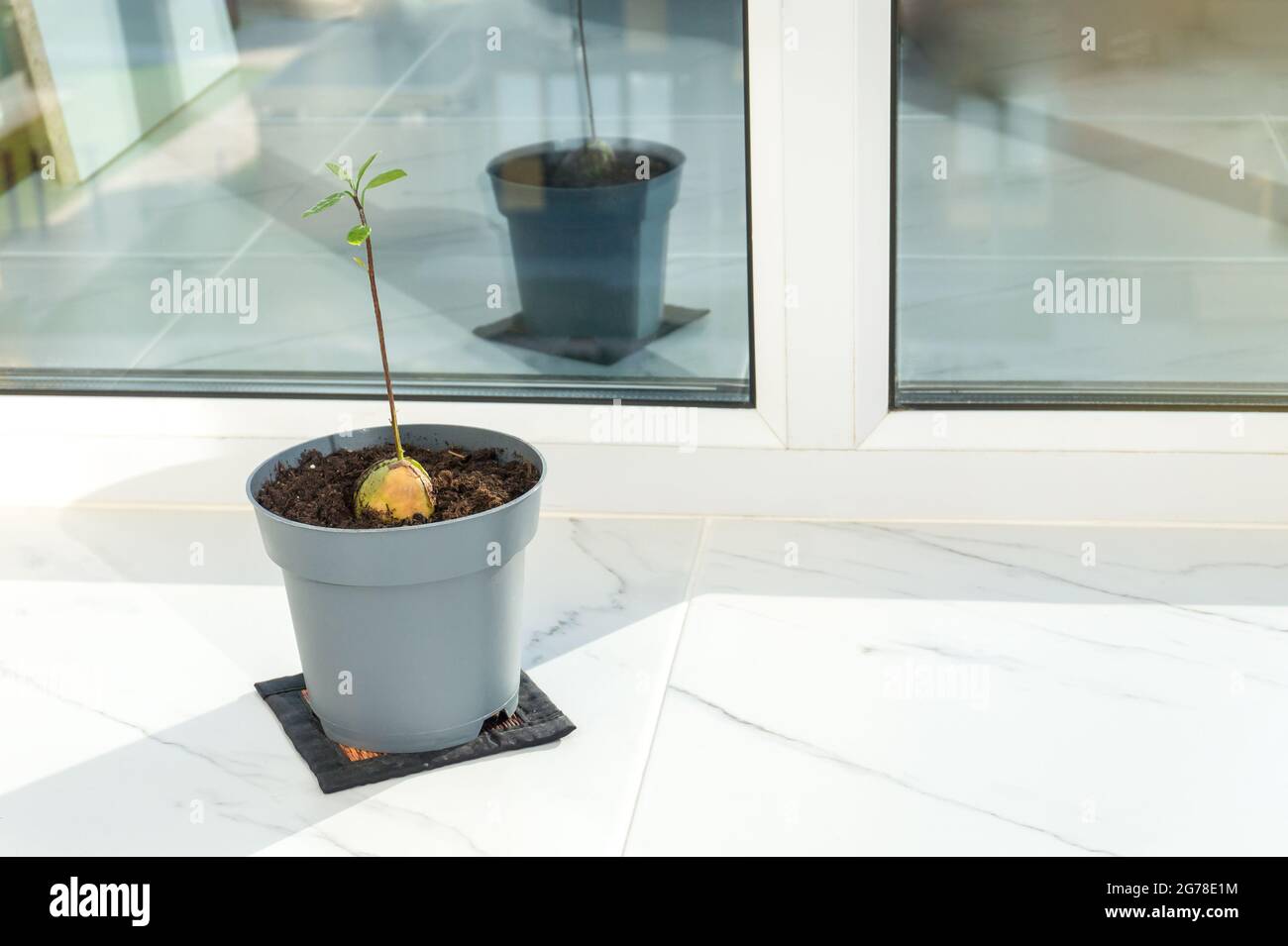 Avocado-Baum aus der Grube innen auf dem Balkon wachsen. Junge Avocado-Pflanze in einem grauen Topf mit Kopierfläche. Home Gartenarbeit, Anbau von Lebensmitteln zu Hause Konzept Stockfoto