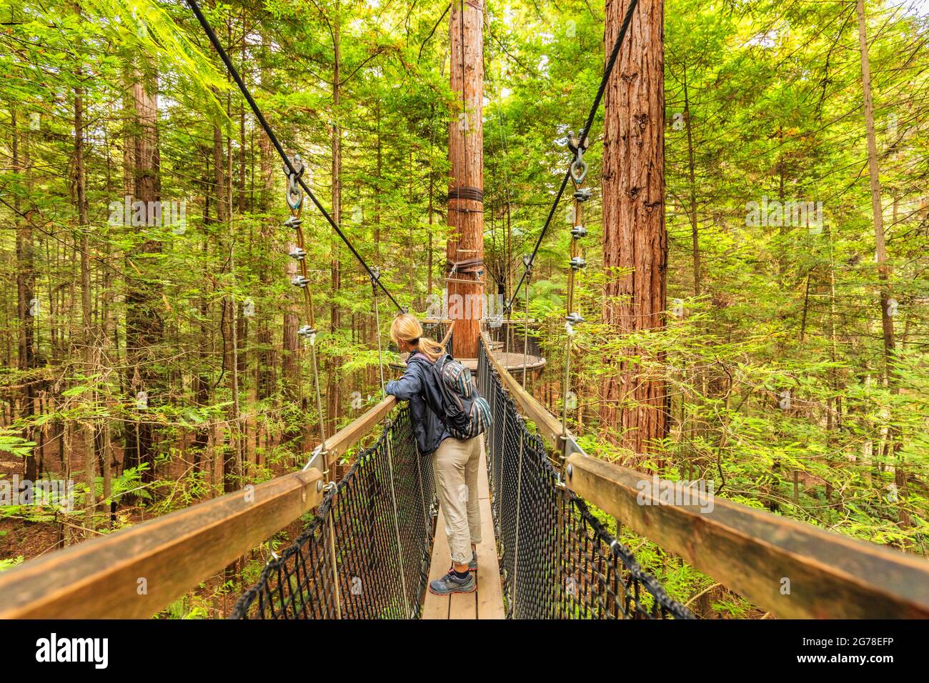 Redwood Treewalk, Tree Top Walk, Rotorua, Bay of Plenty, Nordinsel, Neuseeland, Ozeanien Stockfoto