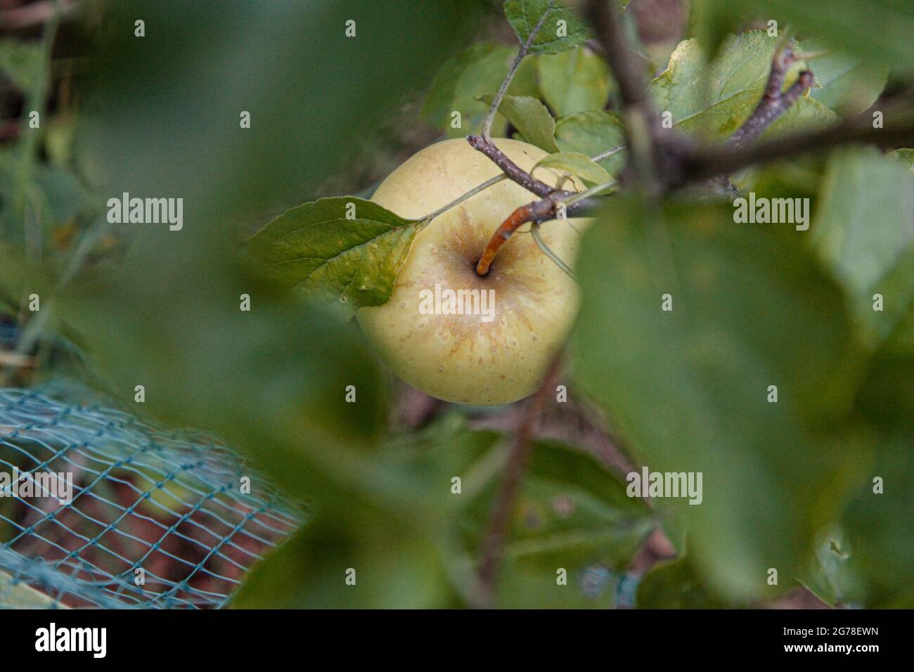 Apfel, Bio, Apfelbaum, Genuss, Garten Stockfoto