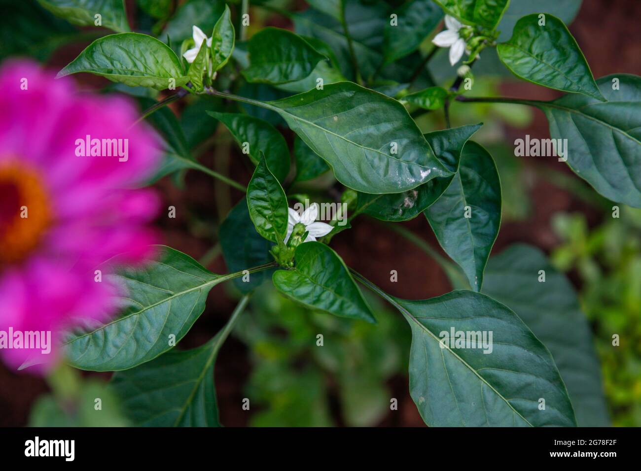 Paprikapflanze, Blüten grün, rosa, weiß, organisch, Selbstkultivierung Stockfoto