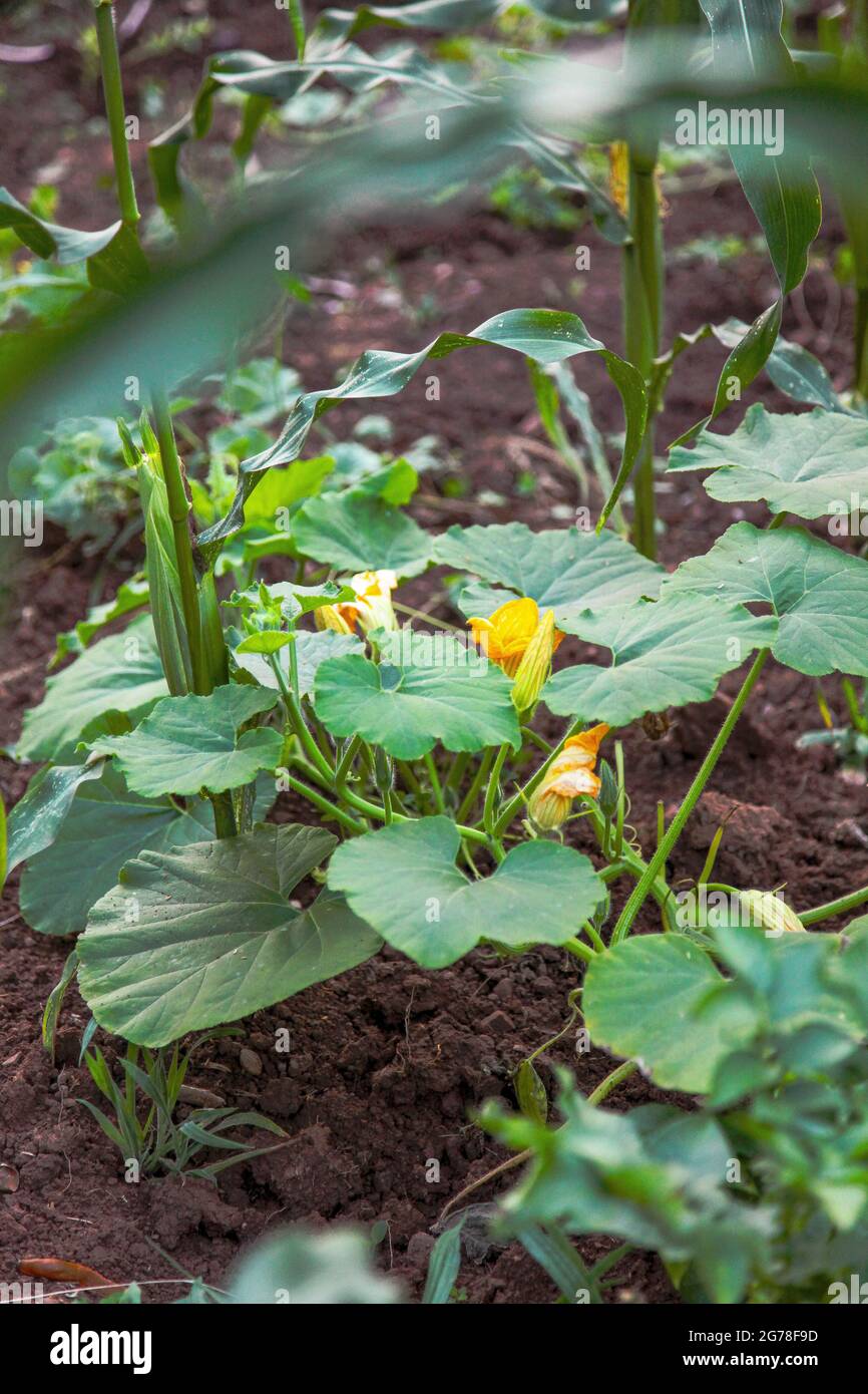 Zucchini, Gemüsebeet, Zucchini-Pflanze, Blüten, Bio-Garten, Selbstversorgung, Eigenanbau, grün, gesund, Sommer Stockfoto