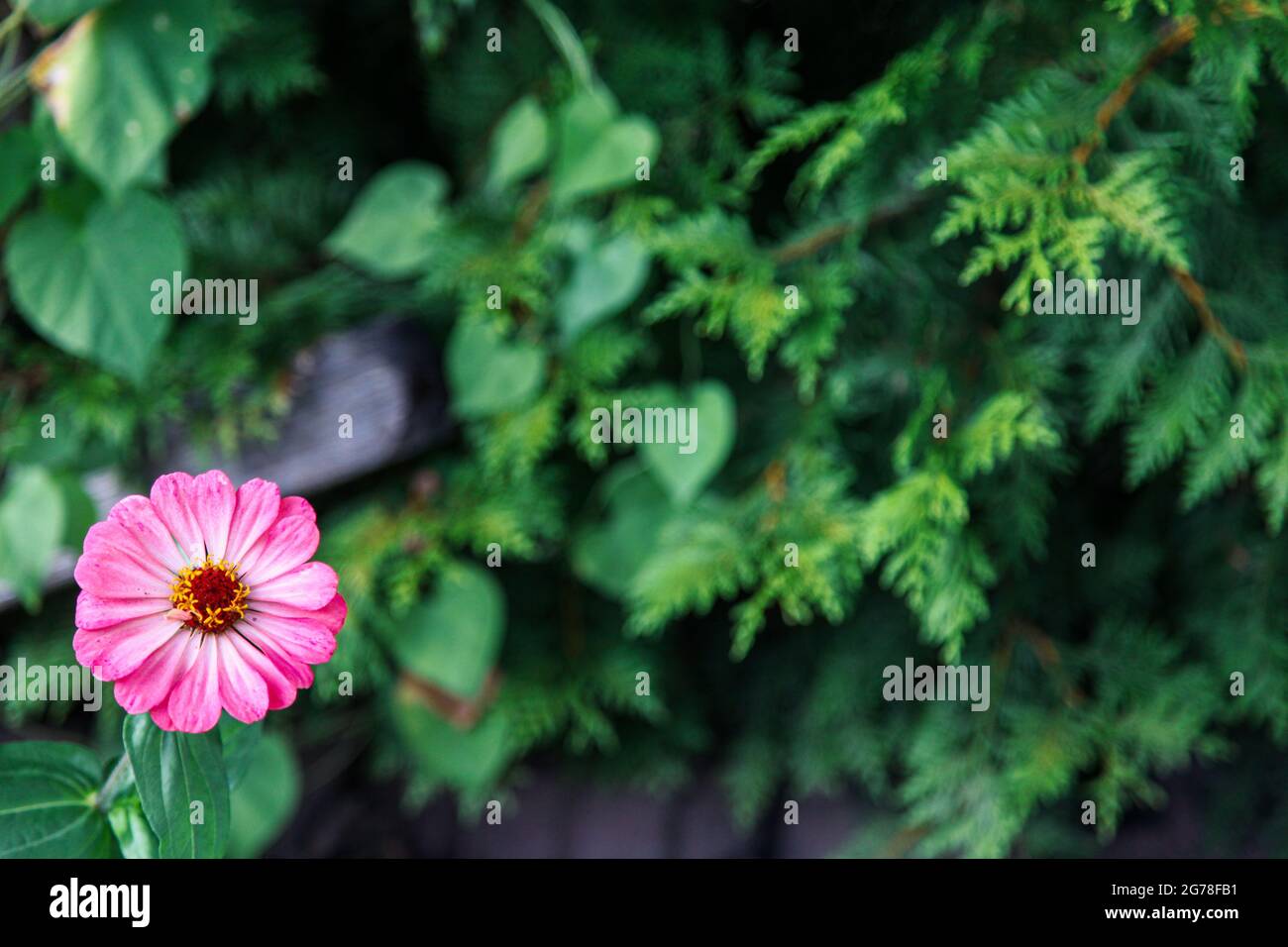 Blume, Garten, grün, rosa, schön Stockfoto