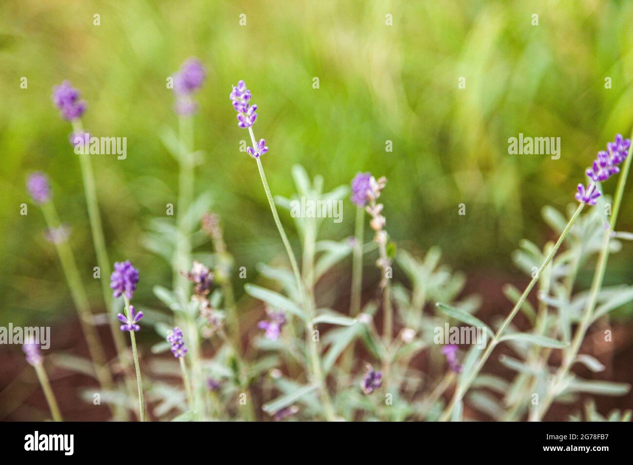 Lavendel, Blumenbeet, Blüten, Garten, Sommer, August Stockfoto