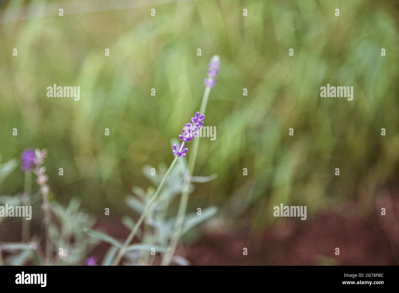 Lavendel, Blumenbeet, August, Sommer, Garten Stockfoto