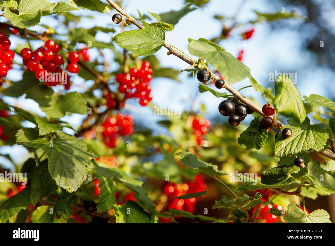 Johannisbeeren, Heidelbeeren, Obst, fruchtig, Garten, Himmel, Eigenanbau, biologisch Stockfoto