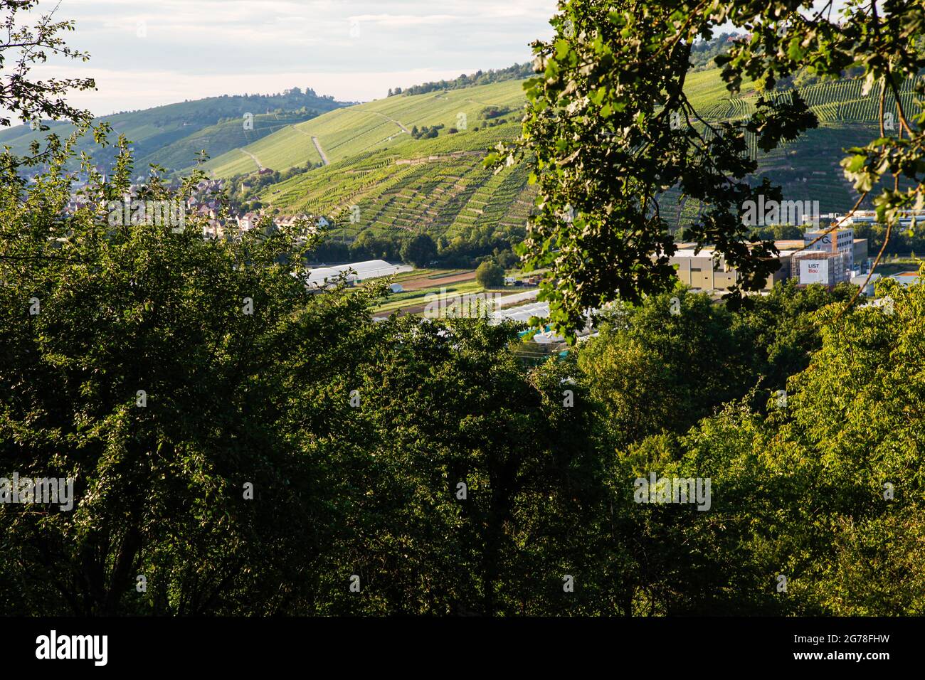 Landschaft, Weinberge, Sommer, grün, sonnig Stockfoto