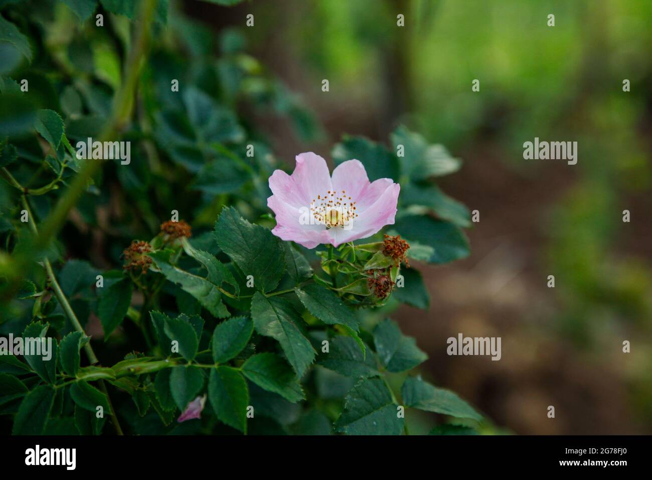 Wildrose, Garten, Botanik, Blume, Blüte Stockfoto