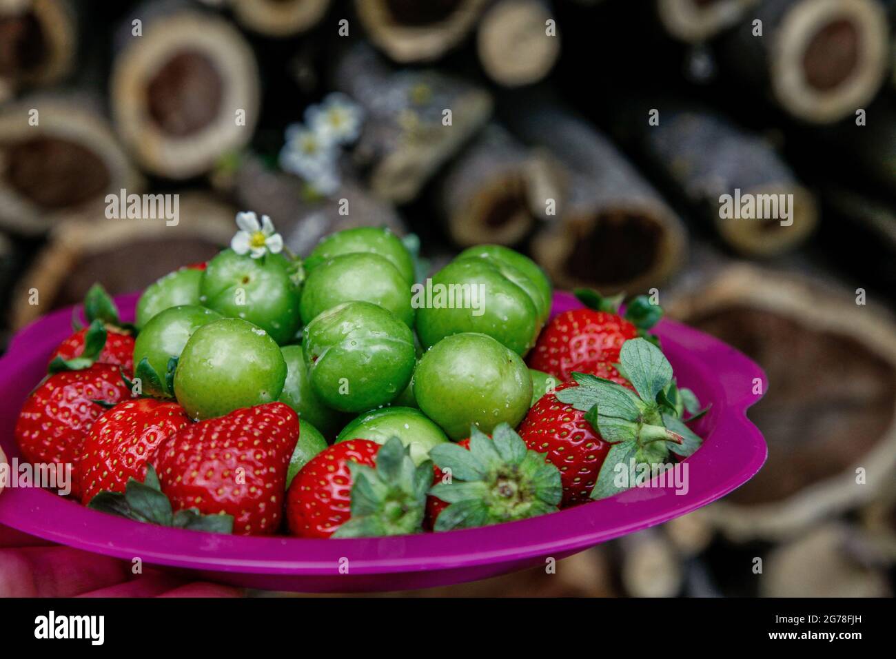 Feine Pflaumen, gesalzen, Erdbeeren, Genuss, Gourmet, Garten Stockfoto